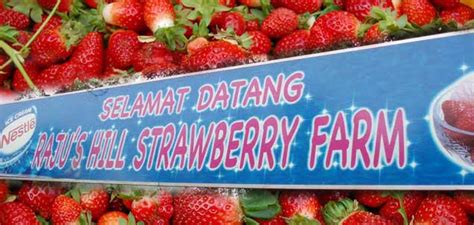 The lowlands in other parts of malaysia are not able to grow this fruit hence many locals enjoy coming here to experience. Raju Hill Strawberry Farm, Cameron Highlands