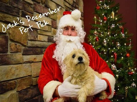 Meet Toffee December Pet Of The Month Amvc