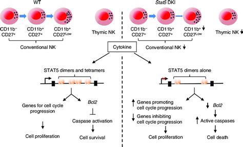 Schematic Of NK Cell Maturation Proliferation And Survival In WT