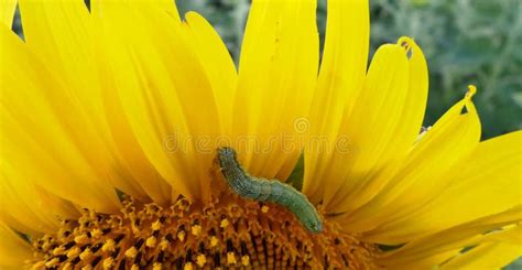 Sun Flower With Worm Stock Image Image Of Nature Closeup 33293813