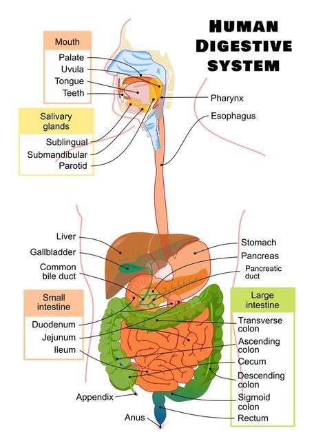 Diagram Of The Human Digestive System By Janice M In Human Digestive System Digestive