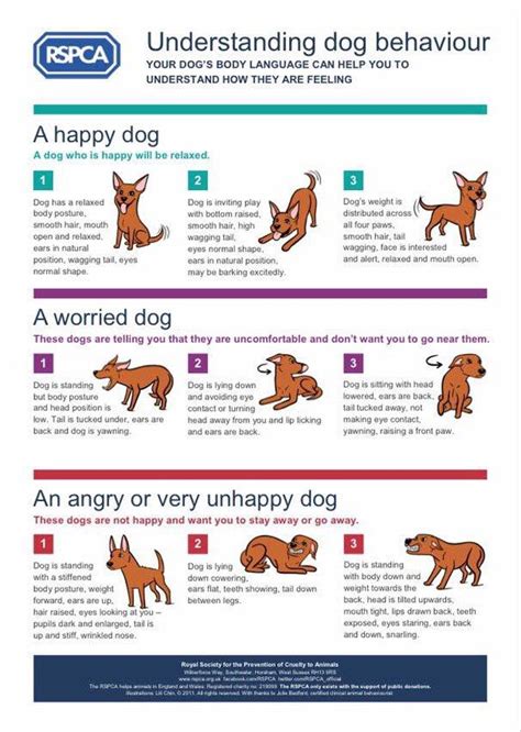 Pin By Leticia On Labrador Dog Body Language Dog Behavior Dog Training