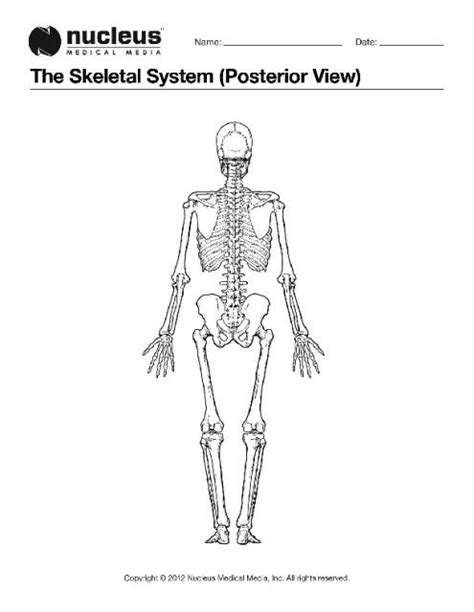 This Anatomy Coloring Book Page Depicts The Entire Skeleton From The