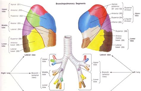 Anatomy Lung Lobes Images Human Anatomy Learning Bronchopulmonary