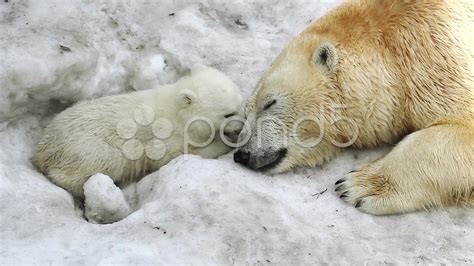 Polar She Bear Cuddling To Bear Baby Bonding With Him Stock Footage
