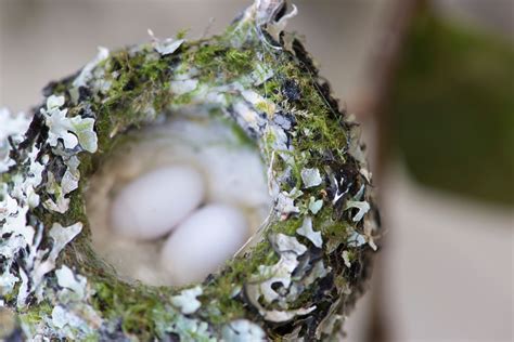 Hummingbird Nests 7 Fun Facts You Should Know 2021 Bird Watching