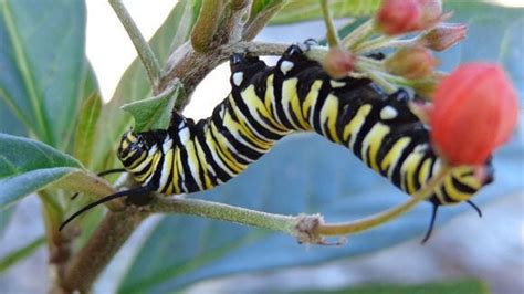 The Tropical Milkweed Can Keep Monarchs In The South Where A Parasite
