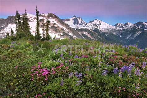 A Brilliant Field Of Alpine Wildflowers Picture Art Prints And