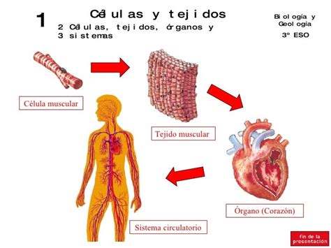 Las Celulas Forman Tejidos Organos Y Sistemas Consejos Celulares