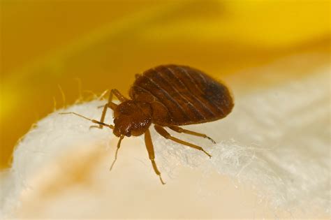Flints River Village Apartments Infested With Bed Bugs Video