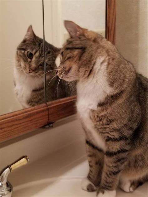 Psbattle This Cat Looking Into A Mirror Rphotoshopbattles