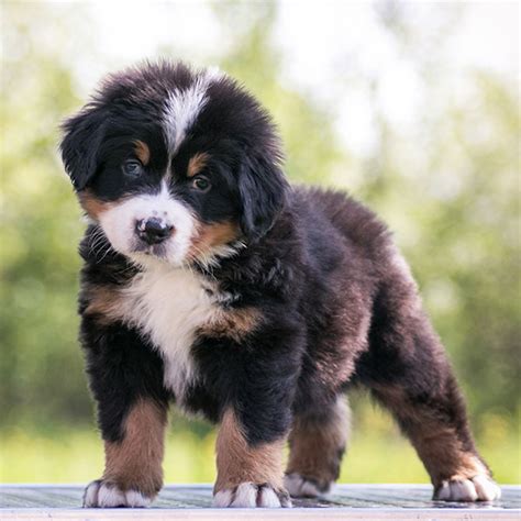 Mother is akc bernese mountain dog. #1 | Bernese Mountain Dog Puppies For Sale By Uptown Puppies
