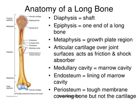 Long Bone Examples Anatomy