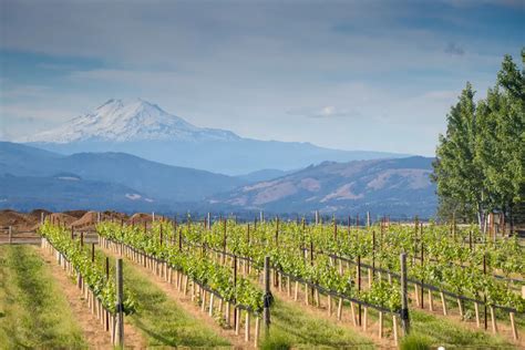 Vintages And Vines The 10 Best Wineries In Hood River Oregon