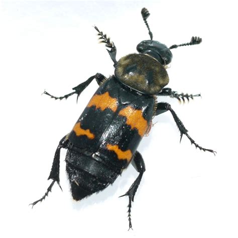 Sexton Beetle Nicrophorus Tomentosus Bugguidenet