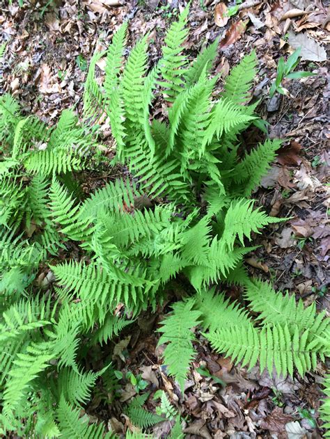 Ferns Mosses And Forest Plants John Clayton