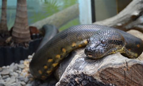 Green Anaconda Smithsonians National Zoo And Conservation Biology