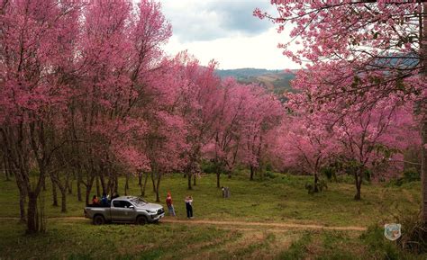 Himalayan Cherry Trees Bring Splash Of Colour To Northeast North East