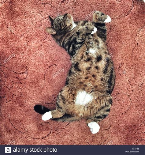 Tabby Cat Relaxing Laying On Its Back Stock Photo Alamy