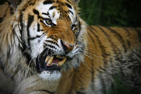 13 Of The Worlds Most Aggressive Animals Бенгальский тигр Большие