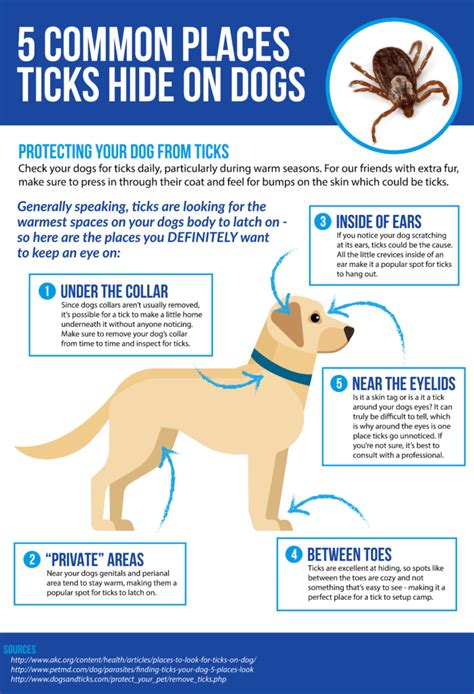 How To Remove A Tick From A Dog Enrichlife