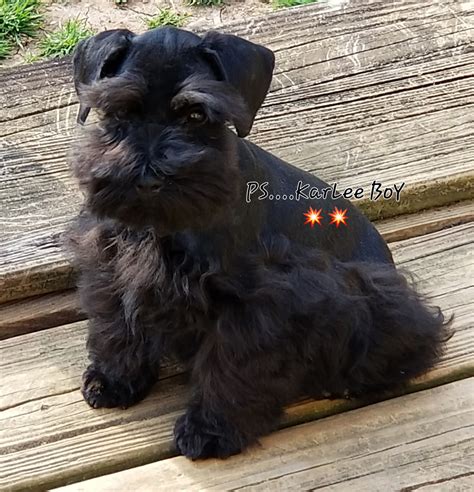 Miniature Schnauzer Puppies For Sale | Gastonia, NC #293965