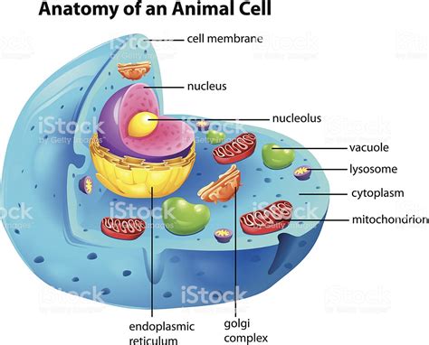 De Una Celula Animal Chefli