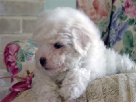 Bichon Frise Puppies In Minnesota Experienced Breeders Of Bichon Frise