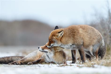 What Do Foxes Eat And How To Keep Them Away Help And Advice