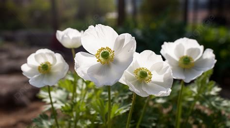 Fondo Siete Flores De Anémona Blanca Que Florecen En Una Hierba Soleada Fondo Anémona Brillando