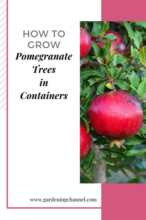 How To Grow A Pomegranate Tree In A Container Potted Trees Growing