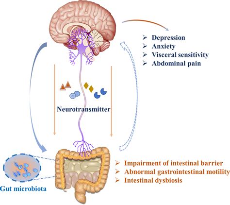 Frontiers Neurotransmitter And Intestinal Interactions Focus On The Microbiota Gut Brain Axis