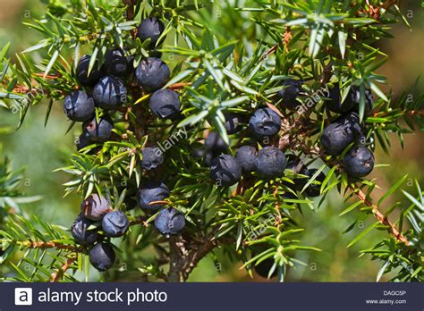 common juniper, ground juniper (Juniperus communis), juniper berries, Germany, Lower Saxony ...