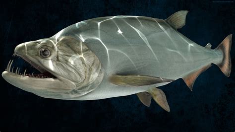 3d Model Of Payara Vampire Fish