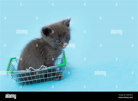 Gray Kitten With A Shopping Basket Shopping For Animals Pet Shop Pet