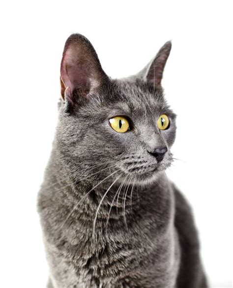 Grey Cat With Yellow Eyes Stock Image Image Of Lying 127829447