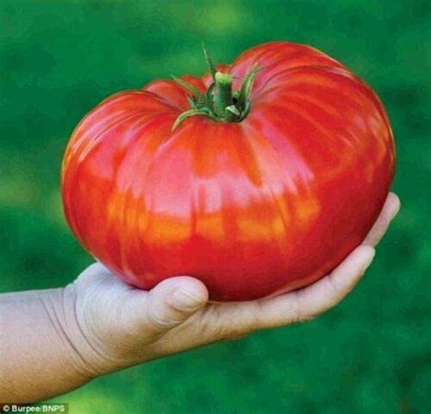 Tomato Gigantomo F1 12 Finest Seeds Worlds Largest Beefsteak