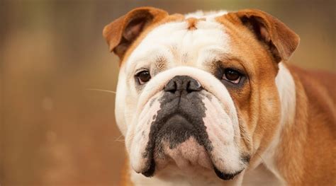 Not only will we run you through eight of the best foods, all with. Best Dog Foods For English Bulldogs: Puppies, Adults & Seniors