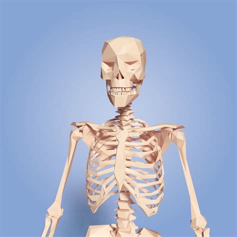 Cartoon Skeleton Low Poly 3d Asset Cgtrader