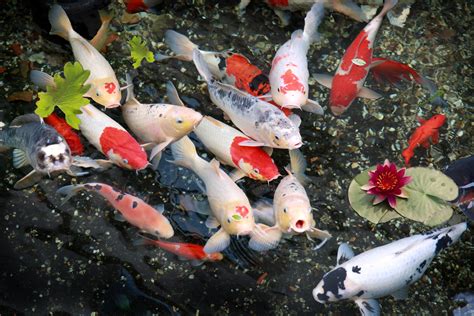 Koi Fish Wallpaper (59+ images) 6/25/18 resolution adorable miku hatsune beautiful dress hatsune miku fish short hair digital vocaloids lovely long hair flowers.