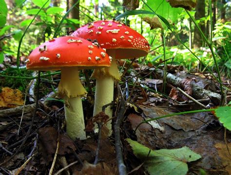Toadstool Free Photo Download Freeimages