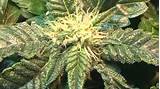 Photos of Blueberry Marijuana Seeds