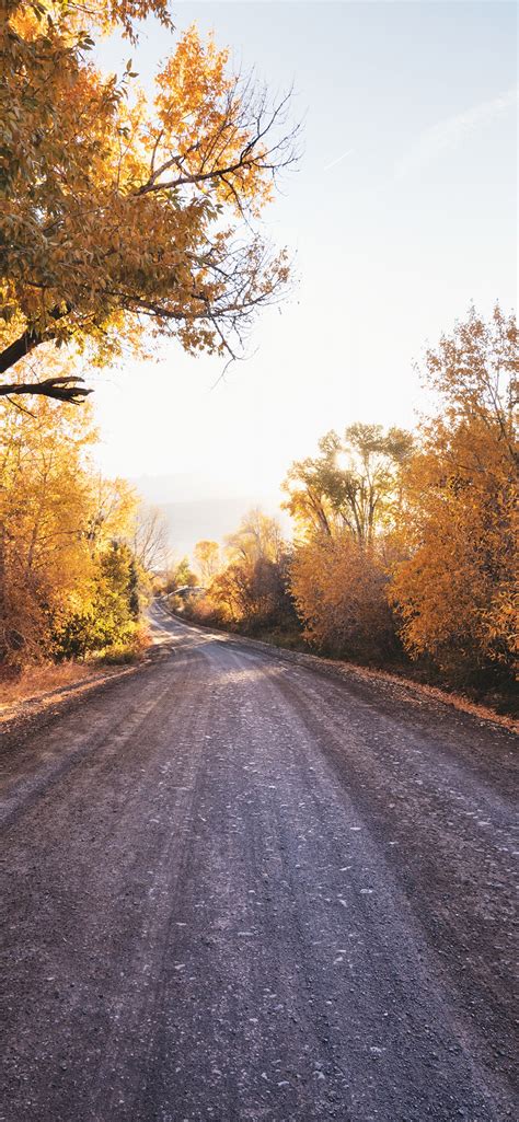 Dirt Road 4k Wallpaper Autumn Trees Landscape Countryside Sunny Day