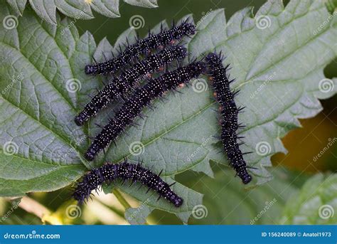 Five Small Black Caterpillars On A Green Leaf Stock Image Image Of