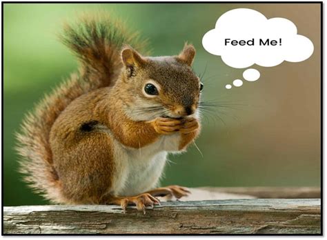 Feeding Wild Squirrels What They Eat Organize With Sandy
