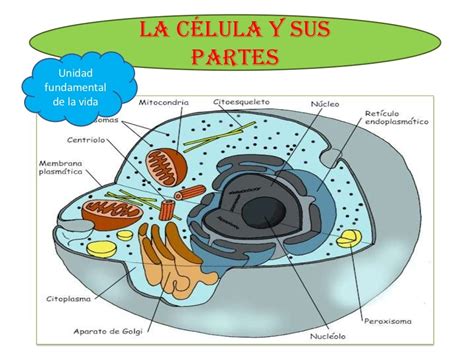 Diapositiva La Celula Estructura Clases Y Organelas
