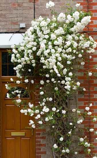 Vines With White Flowers With Pictures And Names Identification