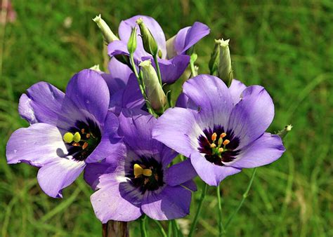 Texas Bluebells Wildflowers Are Good In The Garden Too Houston Chronicle