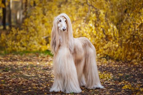16 Long Haired Dogs With Gorgeous Locks — Small And Large Breeds With