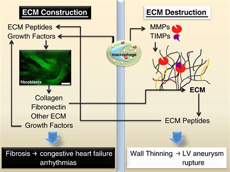 Extracellular Matrix Turnover And Signaling During Cardiac Remodeling